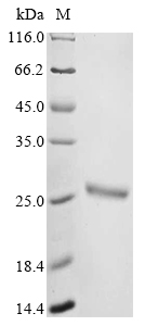 Recombinant Mouse Ubiquitin-like protein ISG15 (Isg15), Mus musculus (Mouse), E.coli, N-terminal 10xHis-tagged and C-terminal Myc-tagged, 24.9kDa, purity >85% as determined by SDS-PAGE.