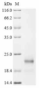 Recombinant Mouse Ubiquitin-like protein ISG15 (Isg15), Mus musculus (Mouse), Mammalian cell, C-terminal 10xHis-tagged, 19.2kDa, purity >85% as determined by SDS-PAGE.