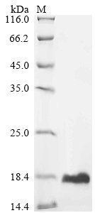 Recombinant Mouse Ubiquitin-like protein ISG15 (Isg15), Mus musculus (Mouse), Yeast, C-terminal 6xHis-tagged, 18.9kDa, purity >90% as determined by SDS-PAGE.