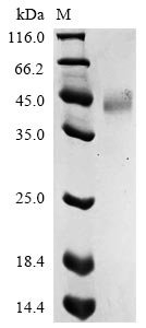 Recombinant Drosophila melanogaster GEO11329p1 (ITP)