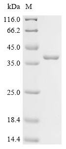 Recombinant Synechococcus elongatus Circadian clock oscillator protein KaiA (kaiA)