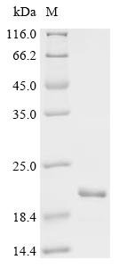 Recombinant Synechococcus elongatus Circadian clock oscillator protein KaiB (kaiB), Synechococcus elongatus (strain ATCC 33912 / PCC 7942 / FACHB-805) (Anacystis nidulans R2), E.coli, C-terminal 6xHis-tagged, 18.3kDa, purity >95% as determined by SDS-PAGE.