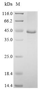 Recombinant Mouse Kielin/chordin-like protein (Kcp), partial