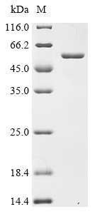 Recombinant Porphyromonas gingivalis Lys-gingipain W83 (kgp), partial