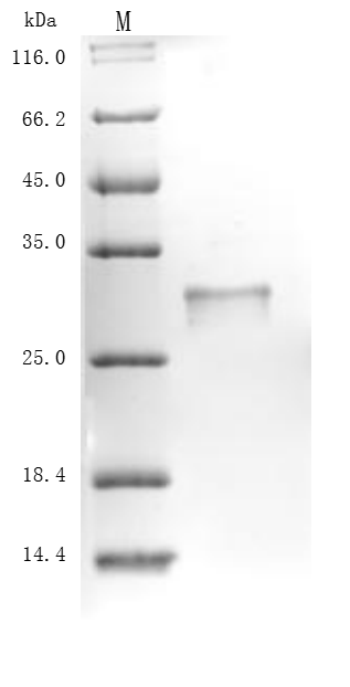 Recombinant Mouse Kallikrein-14 (Klk14)