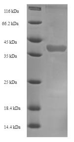 Recombinant Mouse Kallikrein 1-related peptidase b22 (Klk1b22)