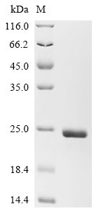 Recombinant Pig NKG2-D type II integral membrane protein (KLRK1), partial