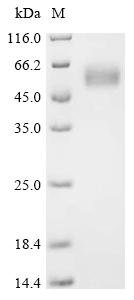 Recombinant Pig NKG2-D type II integral membrane protein (KLRK1), partial, Sus scrofa (Pig), Mammalian cell, N-terminal mFc-tagged, 17.2kDa, purity >95% as determined by SDS-PAGE.