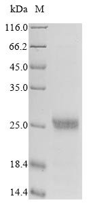 Recombinant Vaccinia virus Protein L1 (L1R), partial, Vaccinia virus (strain Copenhagen) (VACV), Baculovirus, N-terminal 10xHis-tagged and C-terminal Myc-tagged, 23.2kDa, purity >85% as determined by SDS-PAGE.