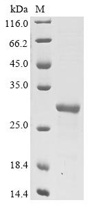 Recombinant Vaccinia virus Protein L1 (L1R), partial, Vaccinia virus (strain Copenhagen) (VACV), E.coli, N-terminal 10xHis-tagged and C-terminal Myc-tagged, 26.8kDa, purity >85% as determined by SDS-PAGE.