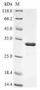 Recombinant Human adenovirus F serotype 40 Hexon protein (L3), partial
