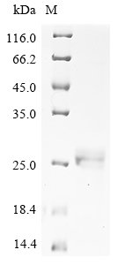 Recombinant Human adenovirus C serotype 5 Hexon protein (L3) (T273A), partial