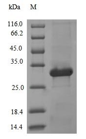 Recombinant Human adenovirus C serotype 5 Protease (L3), Human adenovirus C serotype 5 (HAdV-5) (Human adenovirus 5), E.coli, N-terminal 10xHis-tagged and C-terminal Myc-tagged, 28.1kDa, purity >90% as determined by SDS-PAGE.