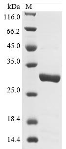 Recombinant Pongo abelii Lysosome-associated membrane glycoprotein 5 (LAMP5), partial, Pongo abelii (Sumatran orangutan) (Pongo pygmaeus abelii), E.coli, N-terminal 10xHis-tagged and C-terminal Myc-tagged, 30.4kDa, purity >90% as determined by SDS-PAGE.