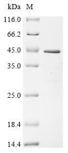 Recombinant Mouse LIM and SH3 domain protein 1 (Lasp1), Mus musculus (Mouse), E.coli, C-terminal 6xHis-tagged, 36.9kDa, purity >90% as determined by SDS-PAGE.