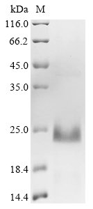 Recombinant Mouse Epididymal-specific lipocalin-10 (Lcn10), partial