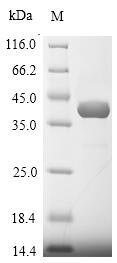 Recombinant Plasmodium berghei L-lactate dehydrogenase (LDH)