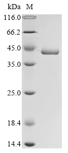 Recombinant Streptococcus pneumoniae L-lactate dehydrogenase (ldh)