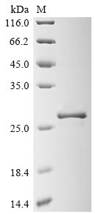 Recombinant Vicia faba Legumin type B (LEB6), partial