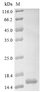 Recombinant Oreochromis niloticus Leptin B (LepB)