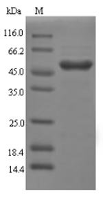 Recombinant Rat Galectin-4 (Lgals4)