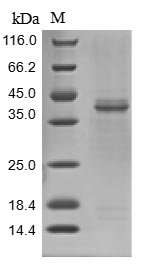 Recombinant Macaca fascicularis Legumain (LGMN)
