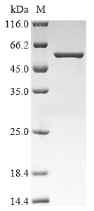 Recombinant Mouse LINE-1 retrotransposable element ORF1 protein (Lire1), Mus musculus (Mouse), E.coli, N-terminal 10xHis-tagged and C-terminal Myc-tagged, 48.7kDa, purity >90% as determined by SDS-PAGE.