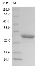 Recombinant Mannheimia haemolytica Leukotoxin (lktA), partial, Mannheimia haemolytica (Pasteurella haemolytica), E.coli, N-terminal 10xHis-tagged and C-terminal Myc-tagged, 29.2kDa, purity >90% as determined by SDS-PAGE.