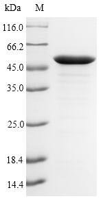 Recombinant Pseudomonas aeruginosa UDP-3-O-acyl-N-acetylglucosamine deacetylase (lpxC), Pseudomonas aeruginosa (strain ATCC 15692 / DSM 22644 / CIP 104116 / JCM 14847 / LMG 12228 / 1C / PRS 101 / PAO1), E.coli, N-terminal 6xHis-SUMO-tagged, 49.4kDa, purity >90% as determined by SDS-PAGE.