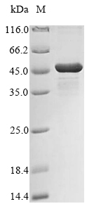 Recombinant Klebsiella pneumoniae UDP-3-O-acyl-N-acetylglucosamine deacetylase (lpxC), Klebsiella pneumoniae (strain 342), E.coli, N-terminal 10xHis-tagged and C-terminal Myc-tagged, 41.5kDa, purity >85% as determined by SDS-PAGE.