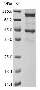 Recombinant Escherichia coli Tetraacyldisaccharide 4-kinase (lpxK)