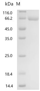Recombinant Mouse Leucine-rich repeat-containing protein 15 (Lrrc15), partial (Active)
