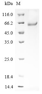 Recombinant Mouse Latent-transforming growth factor beta-binding protein 4 (Ltbp4), partial, Mus musculus (Mouse), E.coli, N-terminal 10xHis-tagged and C-terminal Myc-tagged, 56.0kDa, purity >90% as determined by SDS-PAGE.