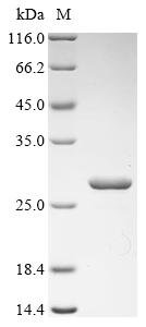 Recombinant Escherichia coli S-ribosylhomocysteine lyase (luxS), Escherichia coli (strain K12 / MC4100 / BW2952), E.coli, N-terminal 10xHis-tagged and C-terminal Myc-tagged, 26.9kDa, purity >90% as determined by SDS-PAGE.