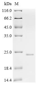 Recombinant Rat Lysozyme C-1(Lyz1)