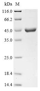 Recombinant Escherichia coli Maltose/maltodextrin-binding periplasmic protein (malE)