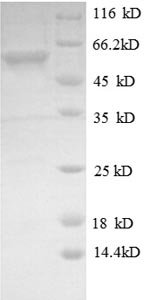 Recombinant Mouse Dual specificity mitogen-activated protein kinase kinase 4 (Map2k4), Mus musculus (Mouse), E.coli, N-terminal 6xHis-SUMO-tagged, 60.0kDa, purity >90% as determined by SDS-PAGE.
