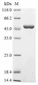 Recombinant Mouse Mitogen-activated protein kinase 14 (Mapk14), Mus musculus (Mouse), E.coli, N-terminal 10xHis-tagged and C-terminal Myc-tagged, 48.6kDa, purity >90% as determined by SDS-PAGE.