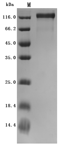 Recombinant Rat Microtubule-associated protein tau (Mapt) (Active), Rattus norvegicus (Rat), Mammalian cell, N-terminal 10xHis-tagged, 81.2kDa, purity >95% as determined by SDS-PAGE.