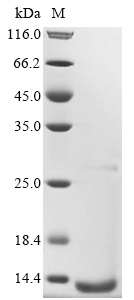 Recombinant Escherichia coli Endoribonuclease toxin MazF (mazF), Escherichia coli (strain K12), Yeast, C-terminal 6xHis-tagged, 13.6kDa, purity >90% as determined by SDS-PAGE.
