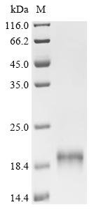 Recombinant Pig Myoglobin (MB), Sus scrofa (Pig), Yeast, C-terminal 6xHis-tagged, 18.5kDa, purity >95% as determined by SDS-PAGE.
