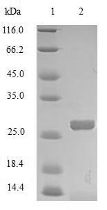 Recombinant Bovine Mannose-binding protein C (MBL), Bos taurus (Bovine), Baculovirus, N-terminal 10xHis-tagged, 26.9kDa, purity >85% as determined by SDS-PAGE.