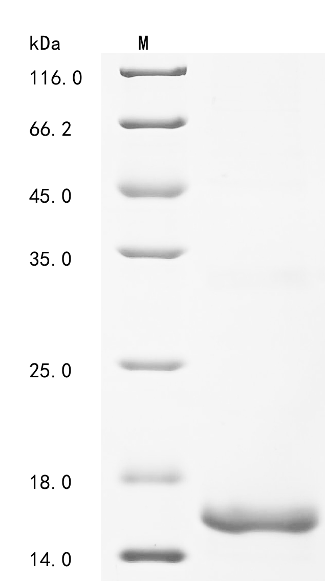 Recombinant Methylosinus trichosporium Methanobactin mb-OB3b (mbnA), Methylosinus trichosporium, E.coli, N-terminal 6xHis-KSI-tagged, 16.5kDa, purity >90% as determined by SDS-PAGE.