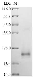 Recombinant Methylosinus trichosporium Methanobactin mb-OB3b (mbnA), Methylosinus trichosporium, Yeast, N-terminal 6xHis-sumostar-tagged, 14.0kDa, purity >85% as determined by SDS-PAGE.