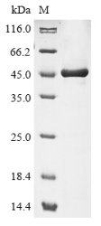 Recombinant Macrococcus caseolyticus Oleate hydratase (MCCL_0076), partial, Macrococcus caseolyticus (strain JCSC5402), E.coli, N-terminal 6xHis-tagged, 45.5kDa, purity >85% as determined by SDS-PAGE.