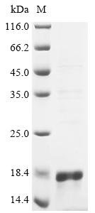 Recombinant Escherichia coli Microcin J25 (mcjA), Escherichia coli, E.coli, N-terminal 6xHis-KSI-tagged, 17.5kDa, purity >90% as determined by SDS-PAGE.