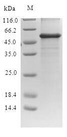 Recombinant Escherichia coli Probable phosphatidylethanolamine transferase Mcr-1 (mcr1), partial