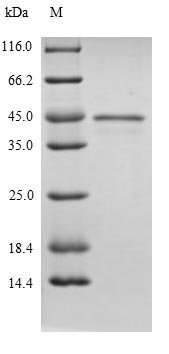 Recombinant Bacillus methanolicus NAD-dependent methanol dehydrogenase (mdh)