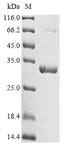 Recombinant Escherichia coli 1,4-dihydroxy-2-naphthoyl-CoA hydrolase (menI)