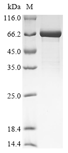 Recombinant Mouse Beta-1,4-mannosyl-glycoprotein 4-beta-N-acetylglucosaminyltransferase (Mgat3), partial
